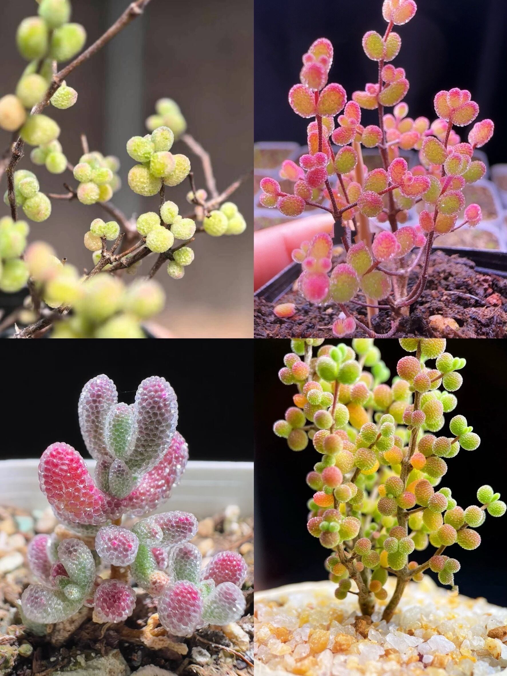 特価❣️ドロサンテマ キラキラ レインボーキャンディーボール 抜き苗