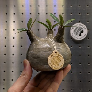 【コラボフィギュア】パキポディウム・グラキリス　Mサイズ