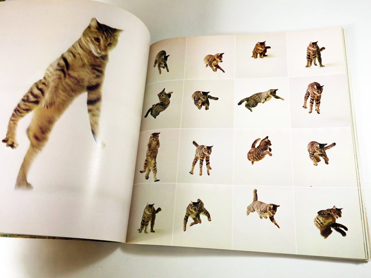 Lovely Cat 可愛いねこ（写真集：西川治 著） | bookstore ナルダ
