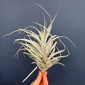 チランジア カウリゲラ【274】