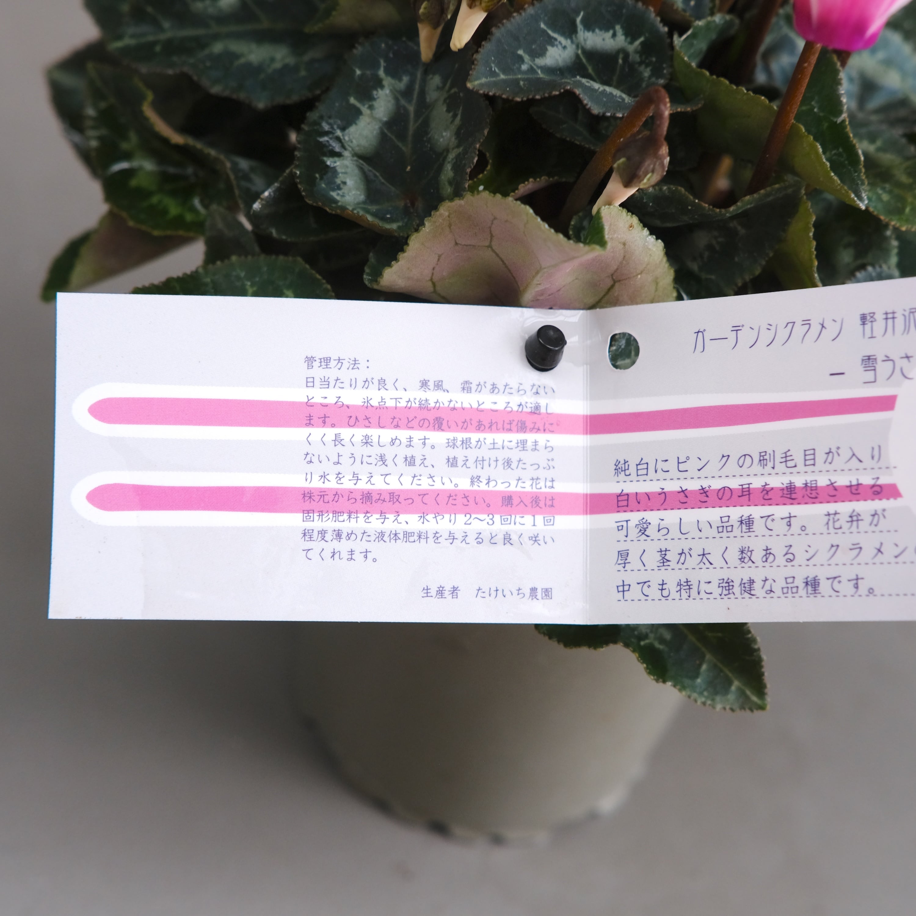 ガーデンシクラメン《 雪うさぎ 》軽井沢育ち 3号鉢 | グリーン ガーデンシクラメン《 雪うさぎ 》軽井沢育ち 3号鉢 | グリーン