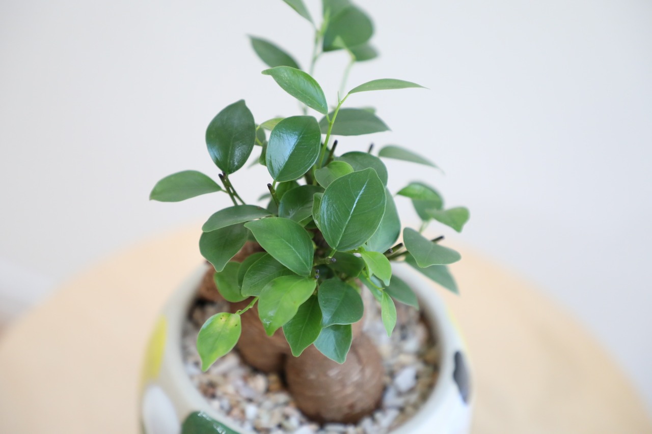 【S】ガジュマル/Ficus microcarpa