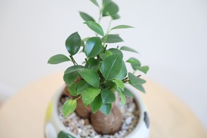 【S】ガジュマル/Ficus microcarpa