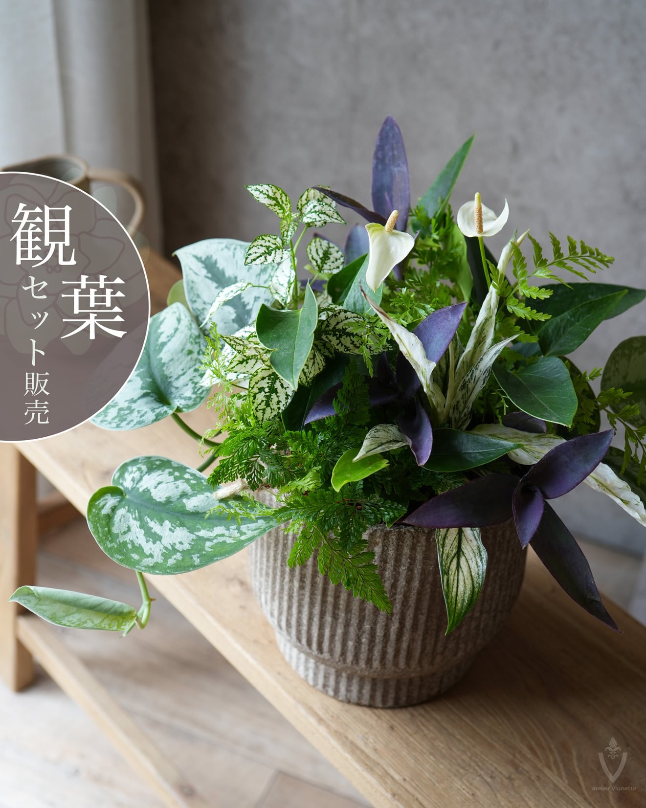 花苗セット（セット販売） | アトリエ ヴィネット（花苗・鉢・寄せ植え
