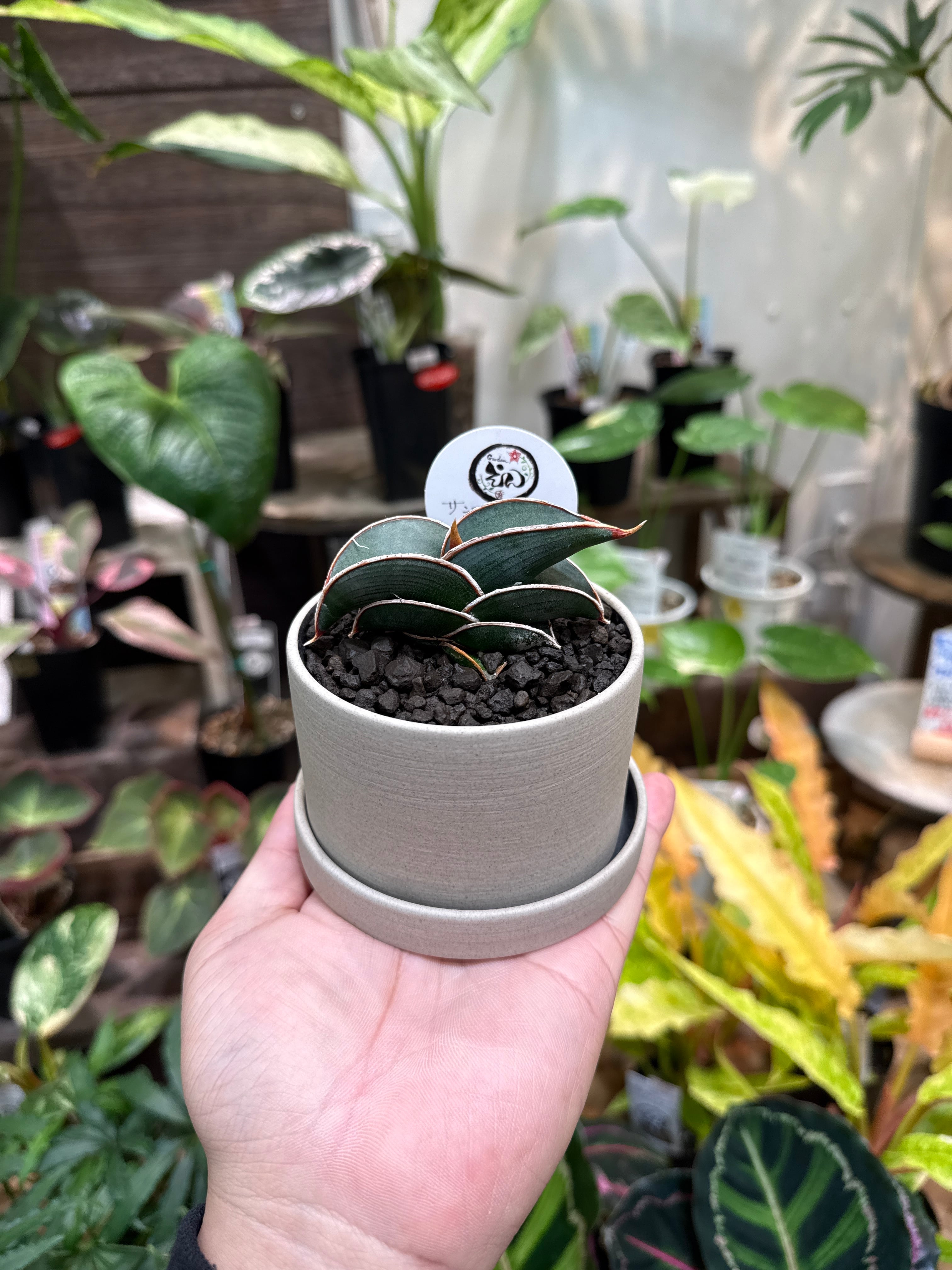 鉢植えセット］ サンスベリア ロリダ | Gardenえん 【観葉熱帯植物】