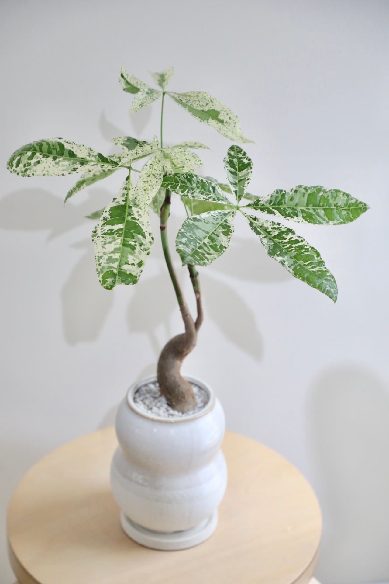 M】【希少】フィロデンドロン イエローフレーム/ Philodendron