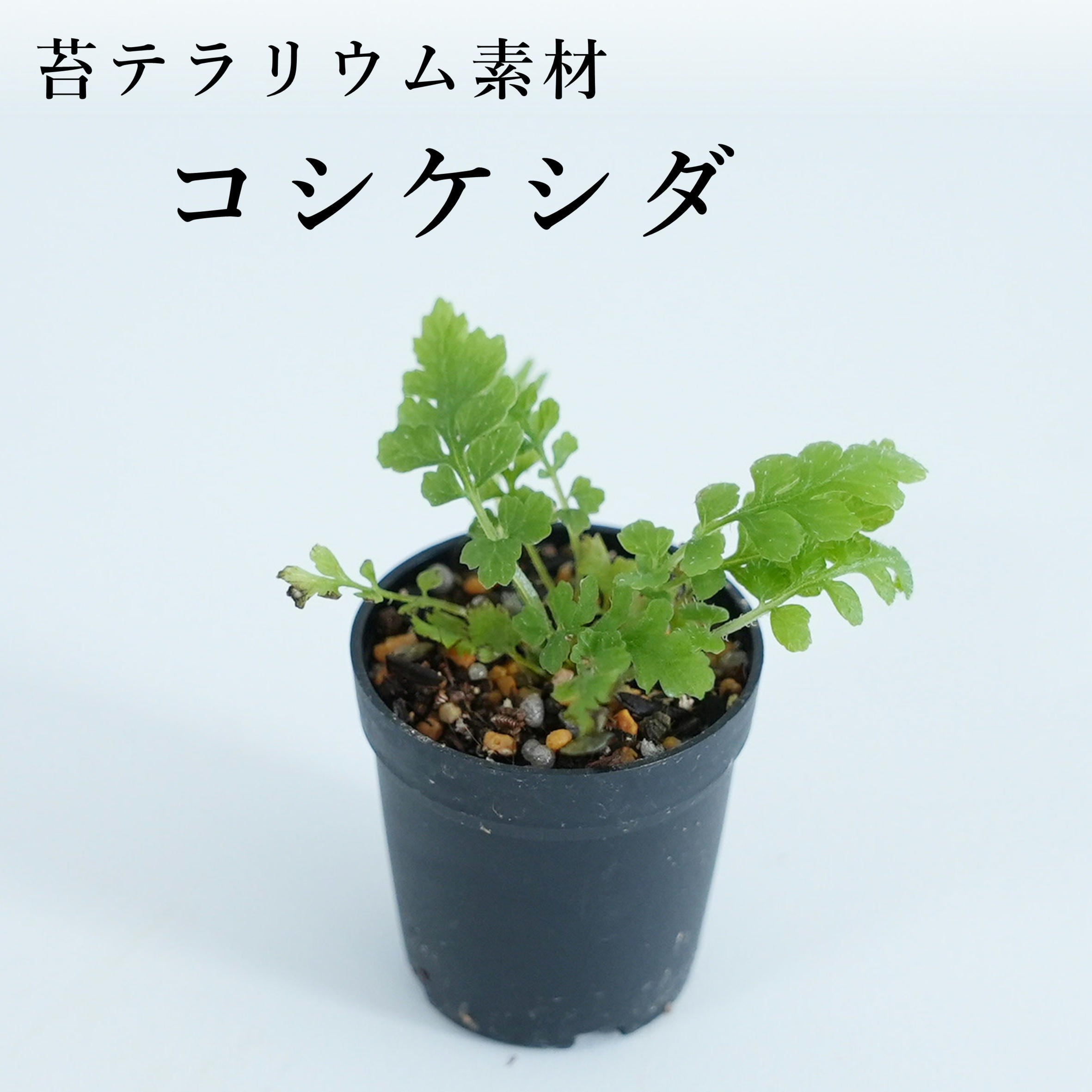 パキポディウム グラキリス 現地球 ベアルート (発根済み) 塊根植物