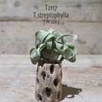 【送料無料】ストレプトフィラ S〔エアプランツ〕現品発送T2117