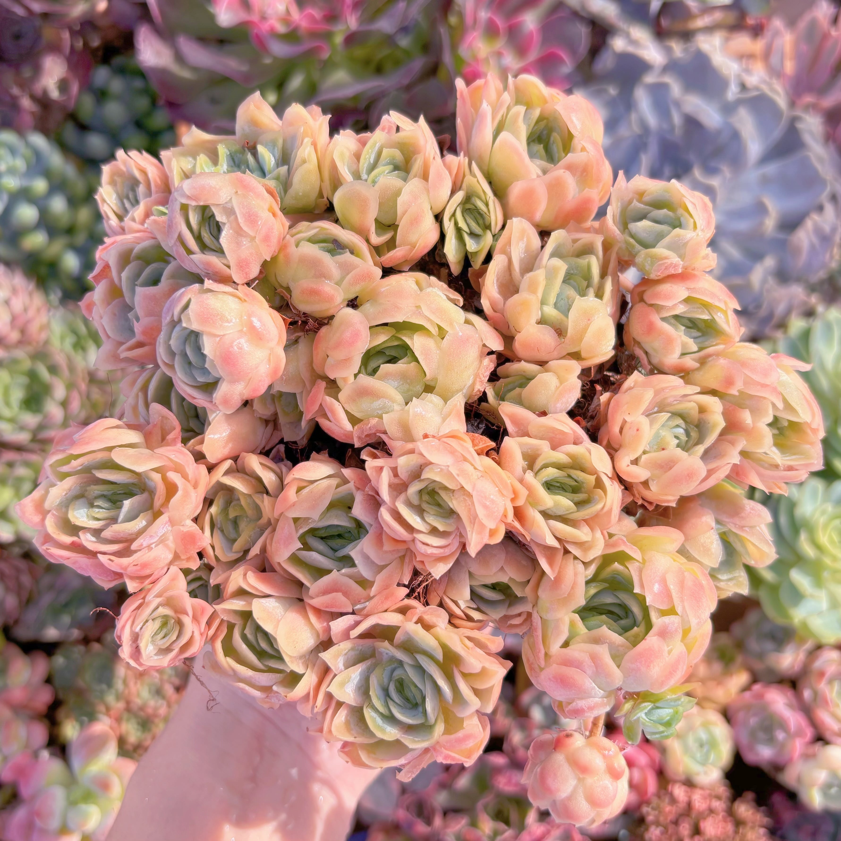 現品　クィーンローズ覆輪錦#526　特大群生　るる農園