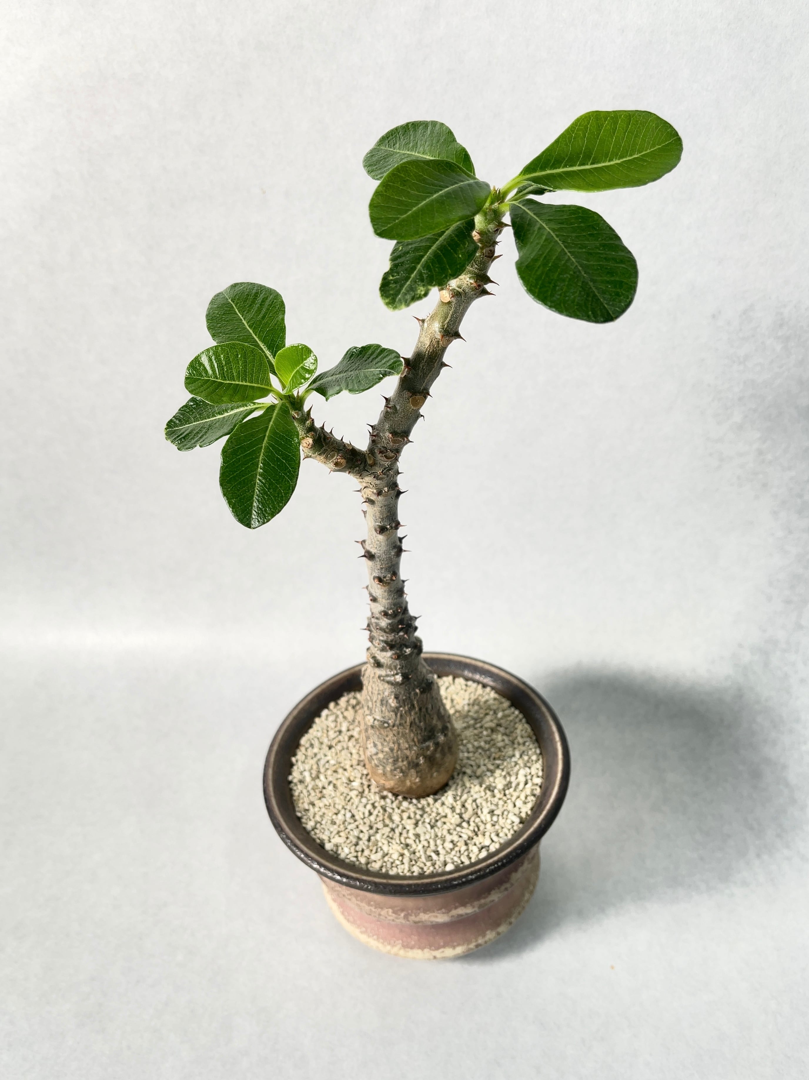 パキポディウム ウィンゾリー 実生4年目