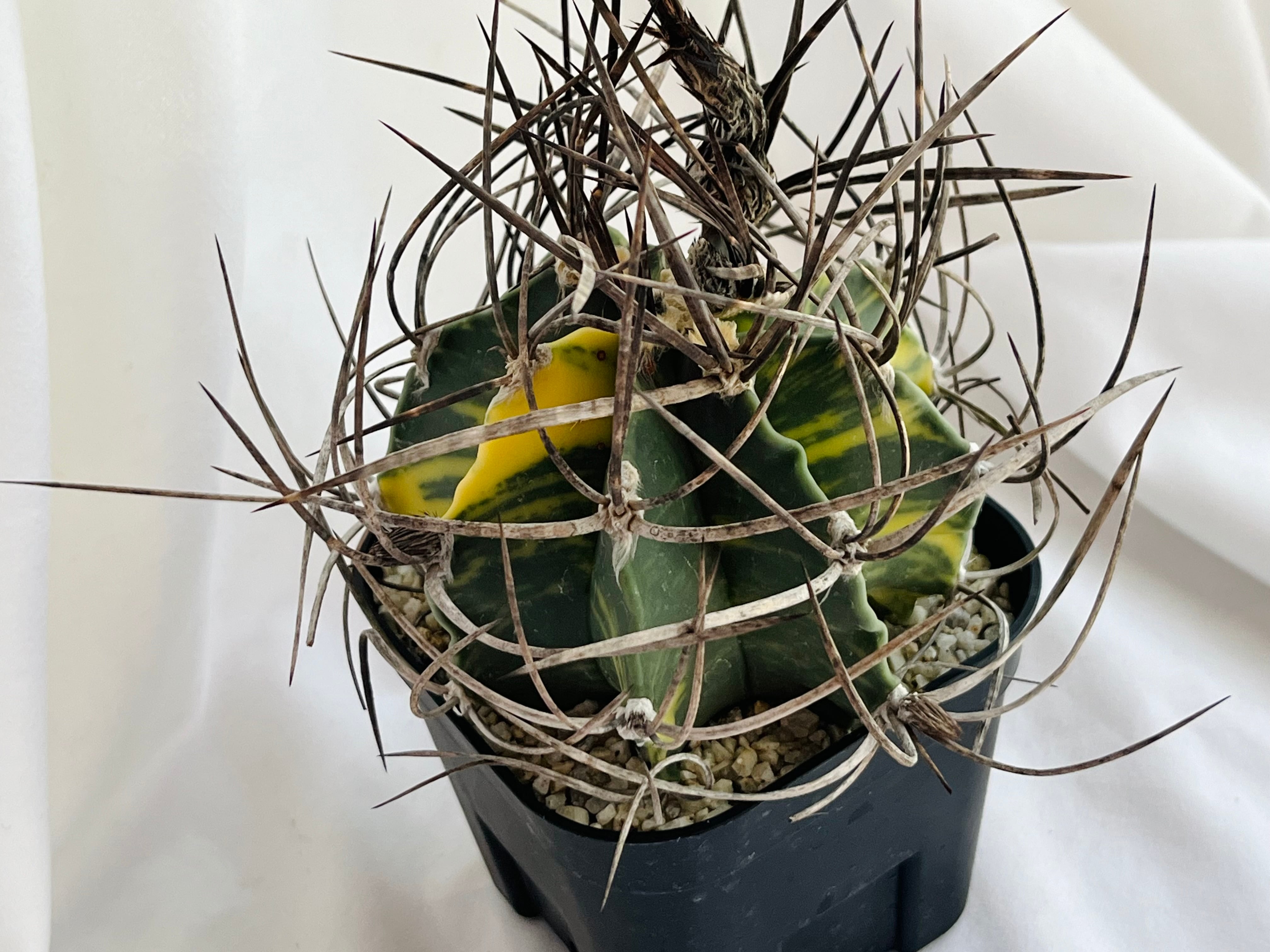 サボテン　奇巌大鳳玉F75 サボテン 奇巌大鳳玉F75 Yahoo!オークション - 35・奇巌大鳳玉・サボテン