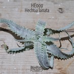 【送料無料】Hechtia lanata《ベアルート株》〔ヘクチア〕現品発送HE009