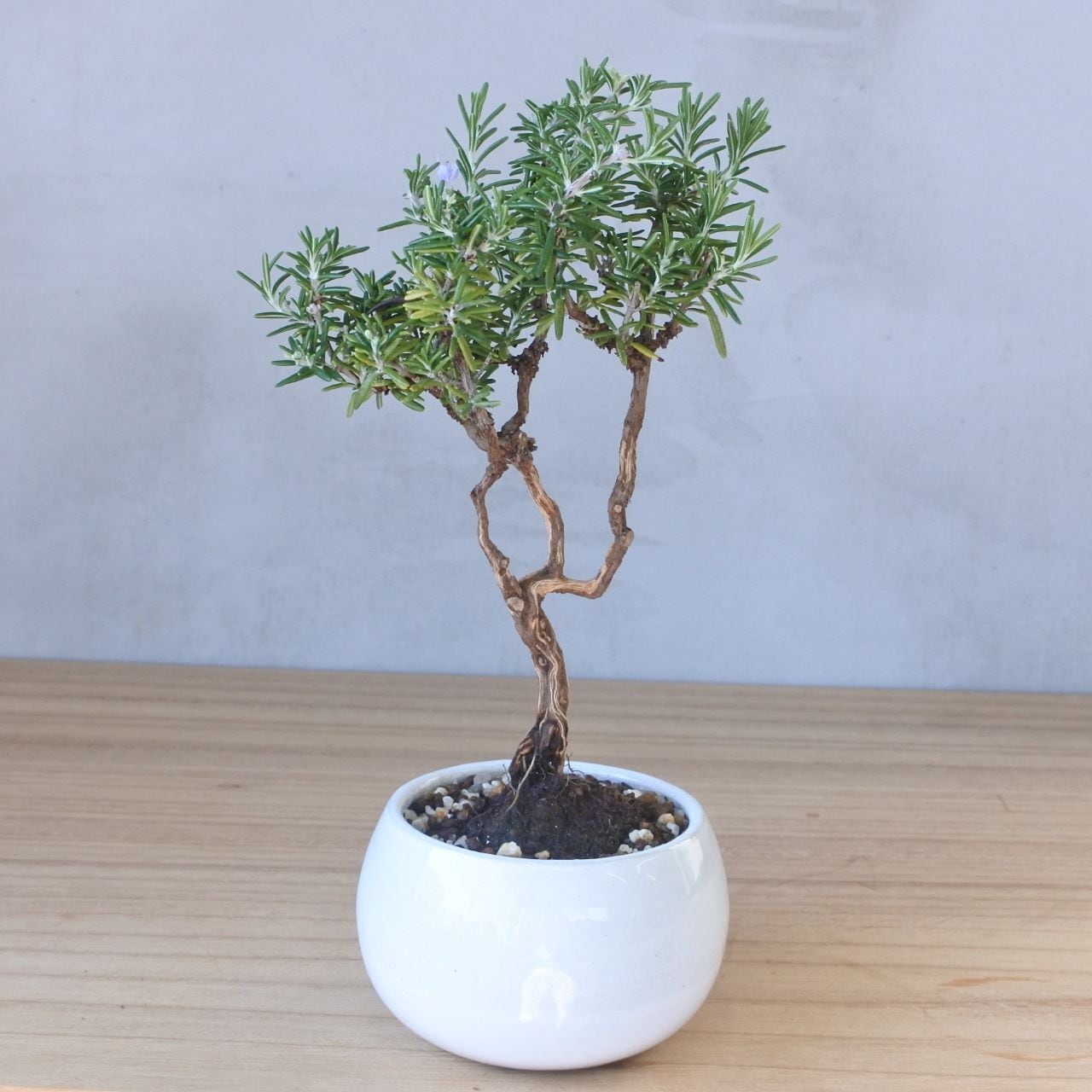 ローズマリー　盆栽仕立て　鉢植え　苗木　ハーブ fd74c519a19bef2b5df05f9fb20a4b