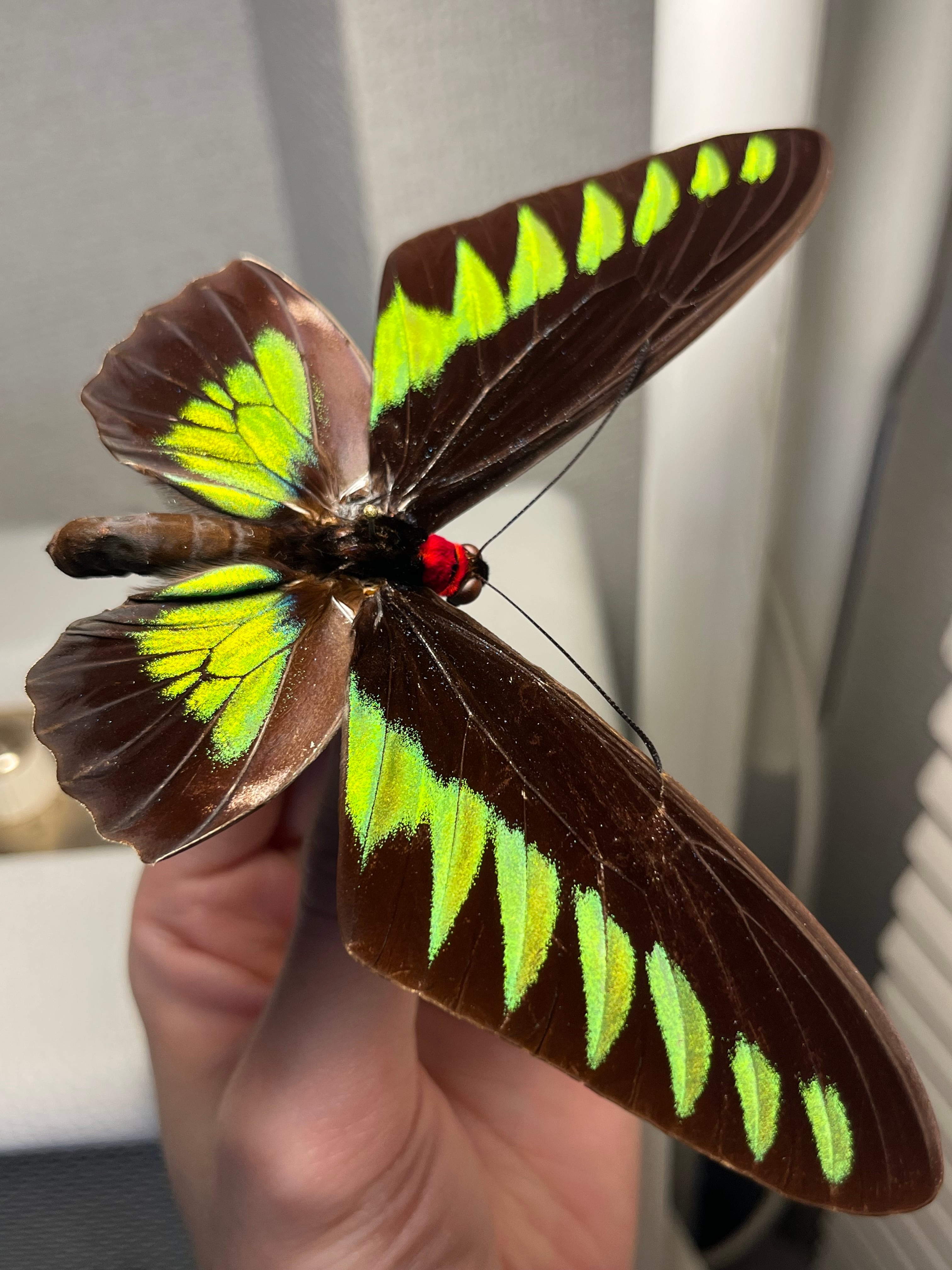 蝶・蛾 | オモニキチュウ