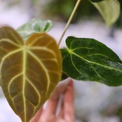 アンスリウム・レガレ / Anthurium Regale⑫│観葉植物