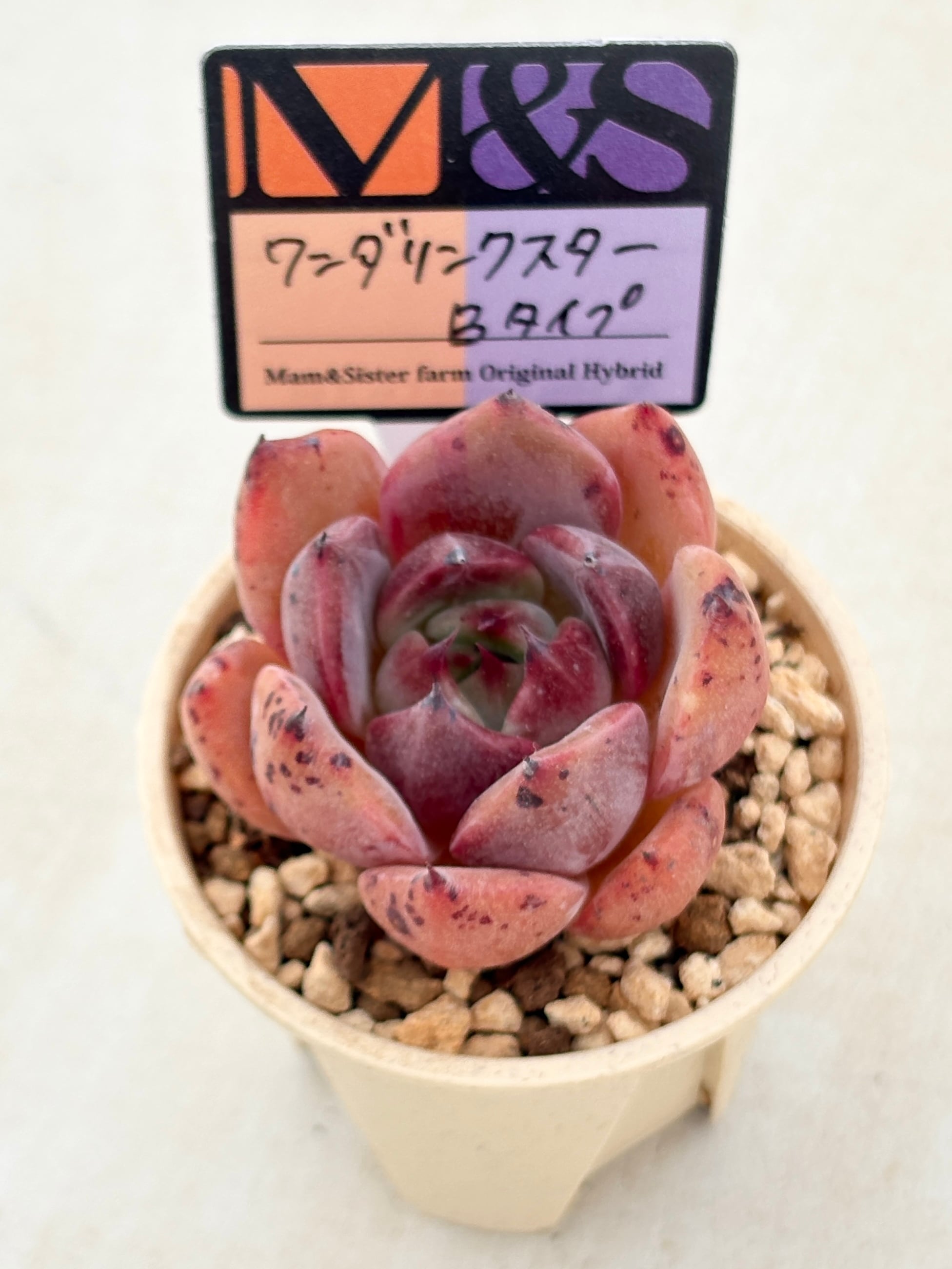 多肉植物と雑貨のお店 ふぁにぃ