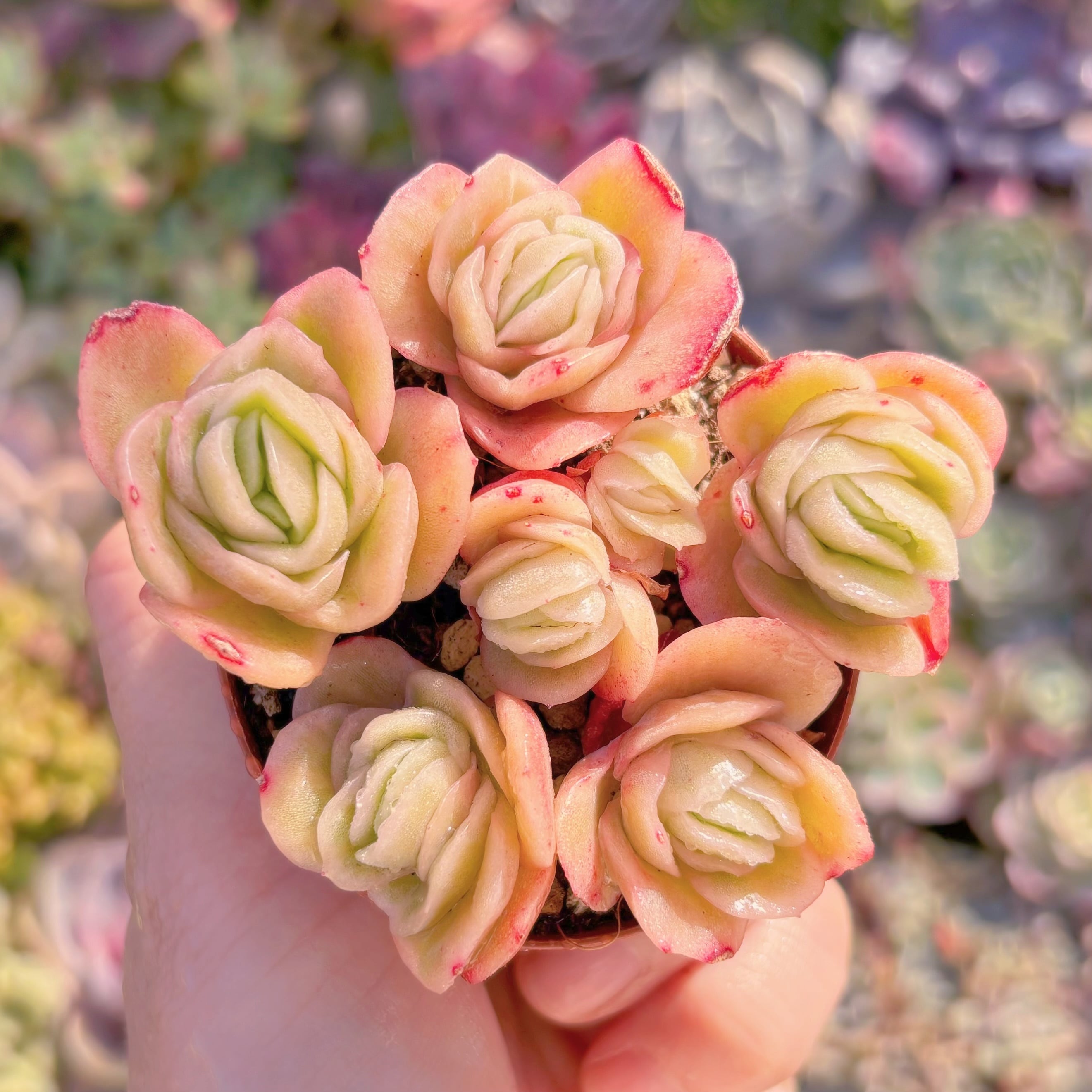 現品　アイスラブリーローズ錦#M181　新入荷　るる農園