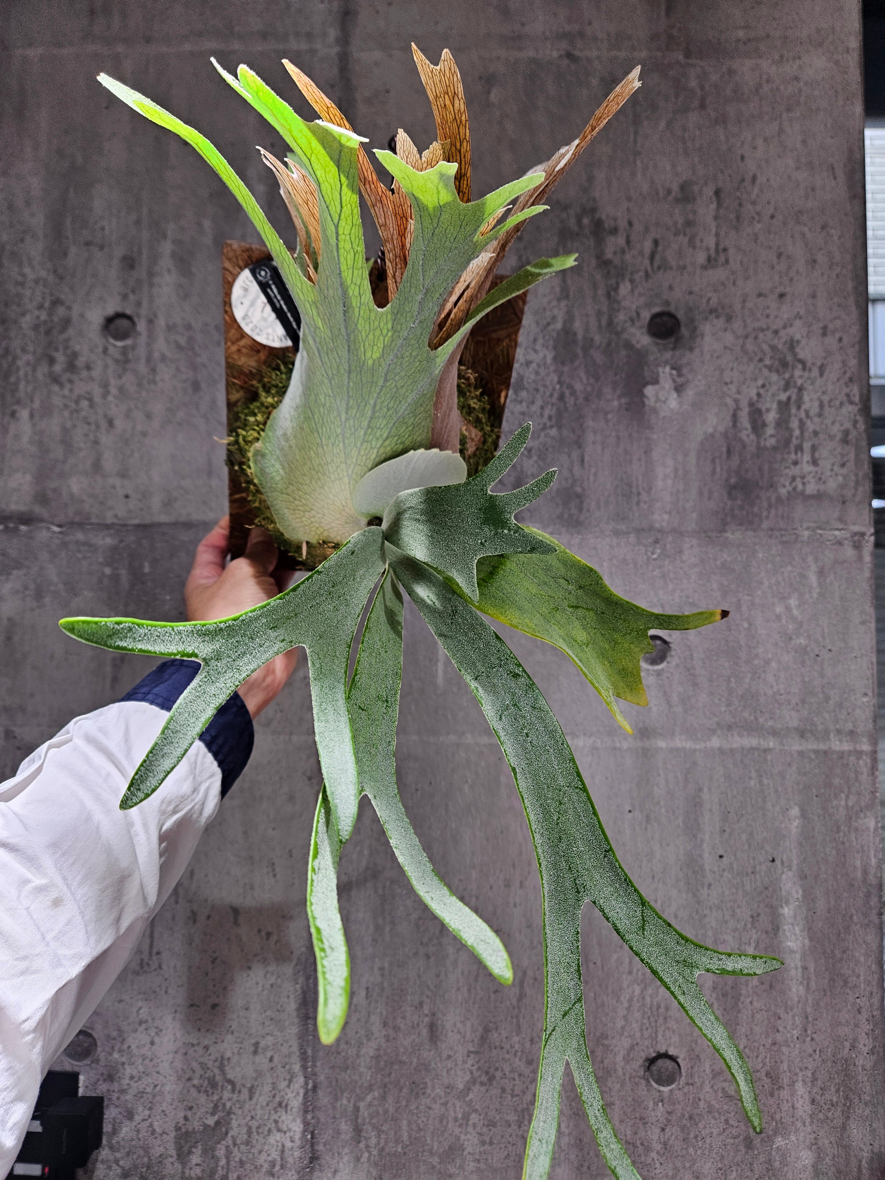 P. Willinckii Monkey North High Shield【artPLANTs/PLANTS P. Willinckii Monkey North High Shield【artPLANTs/PLANTS