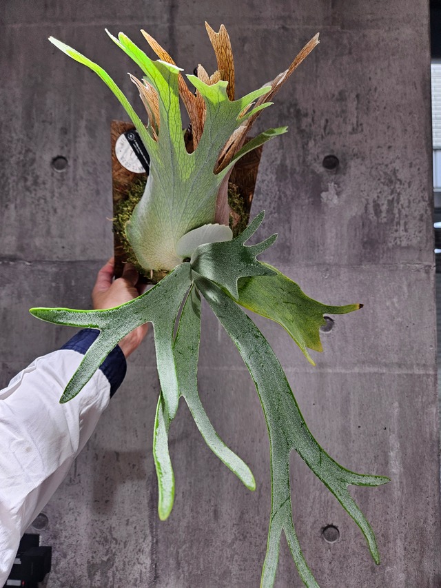 P. Willinckii Monkey North High Shield【artPLANTs/PLANTS GARAGE】  ビカクシダ/Platycerium