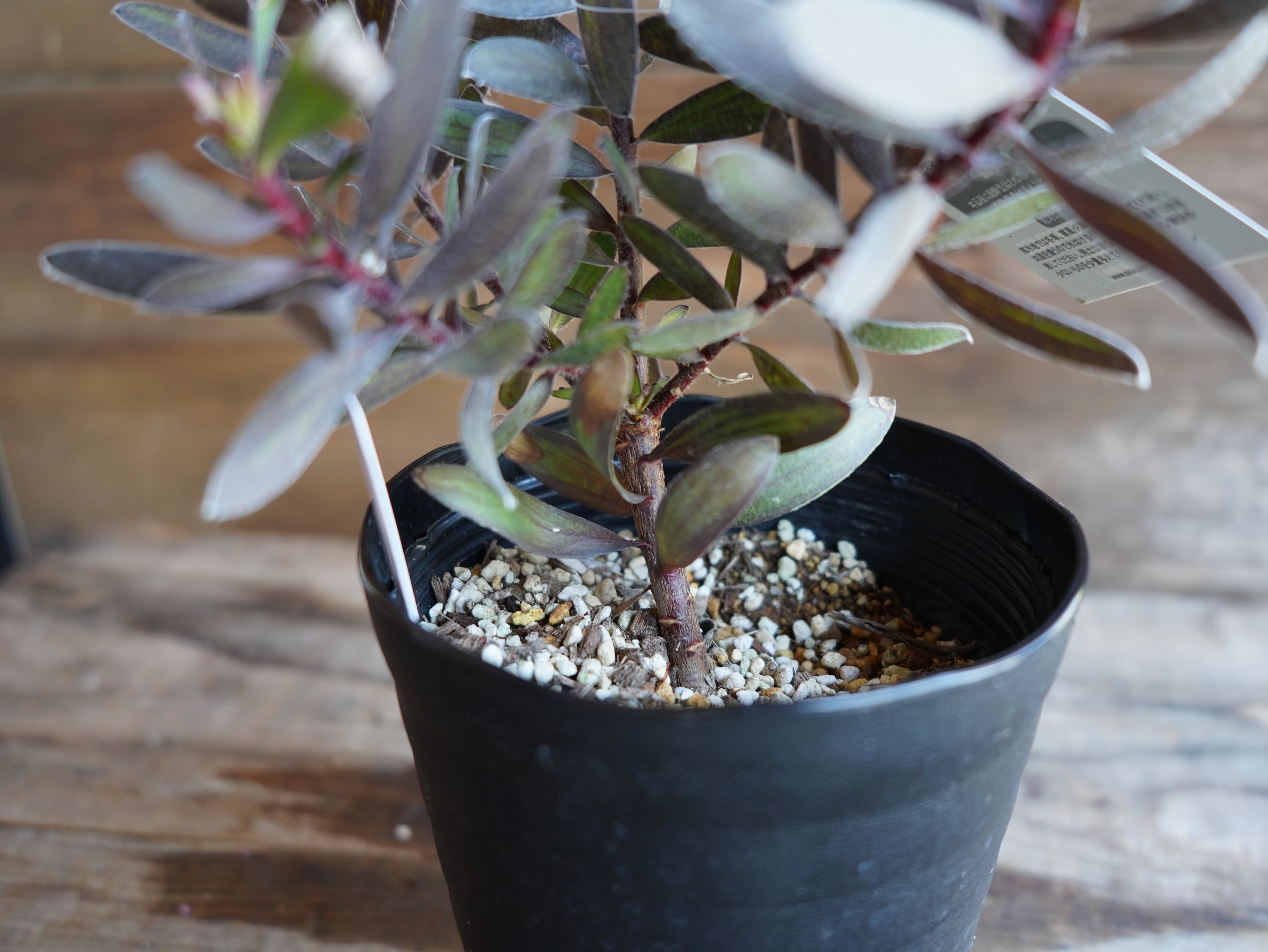 【現物】リューカデンドロン ”エボニー” A