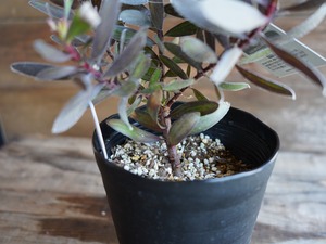 【現物】リューカデンドロン ”エボニー” A