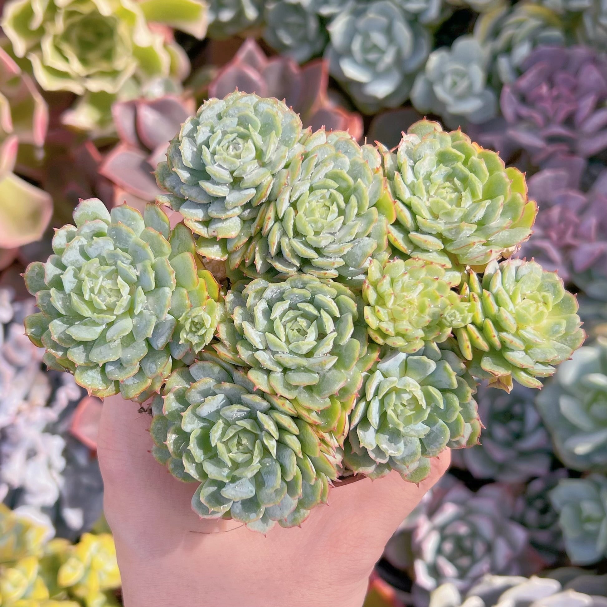 多肉植物　グロブローサx静夜　新入荷　るる農園