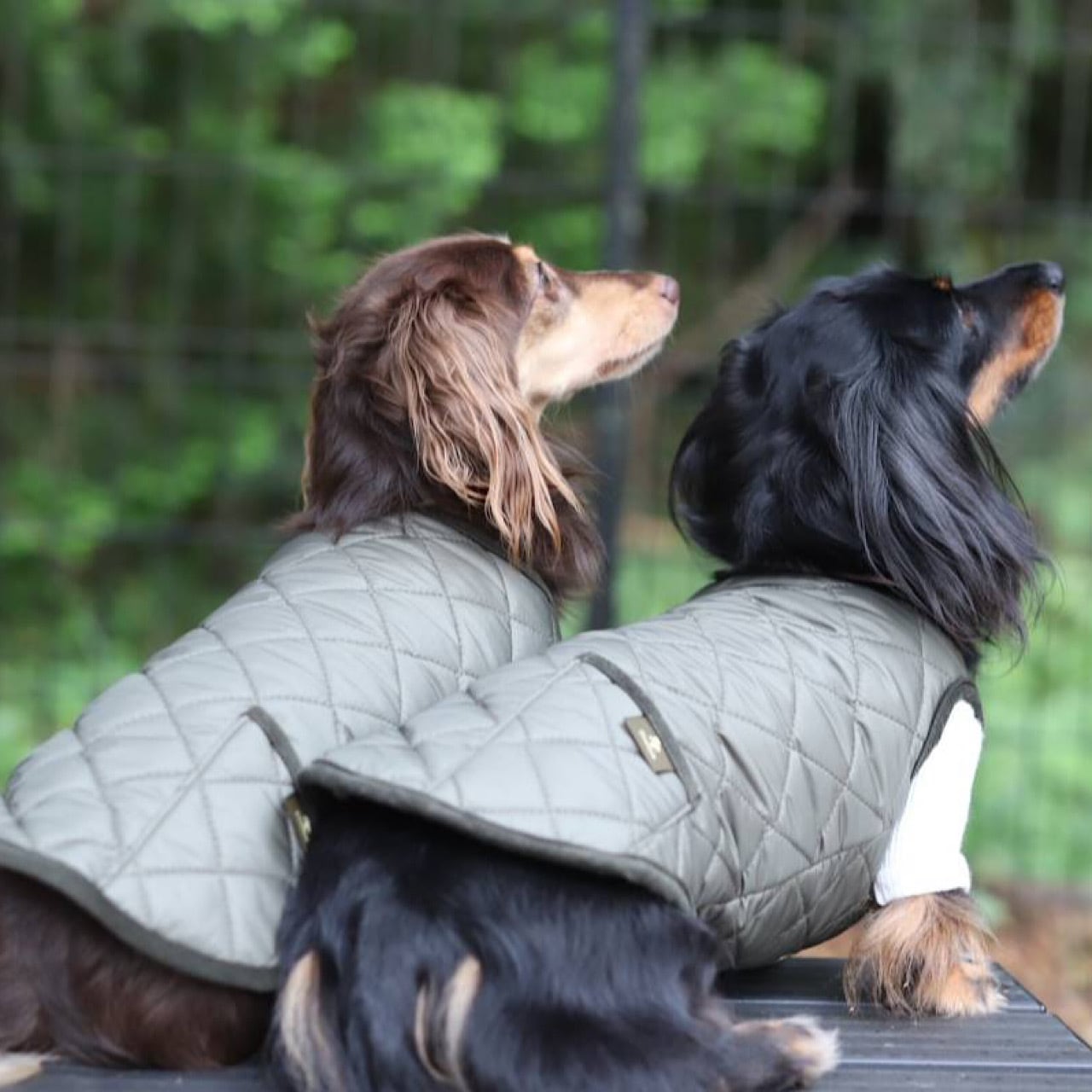 キルティングジャケット | カニンヘンダックスとミニチュアダックス