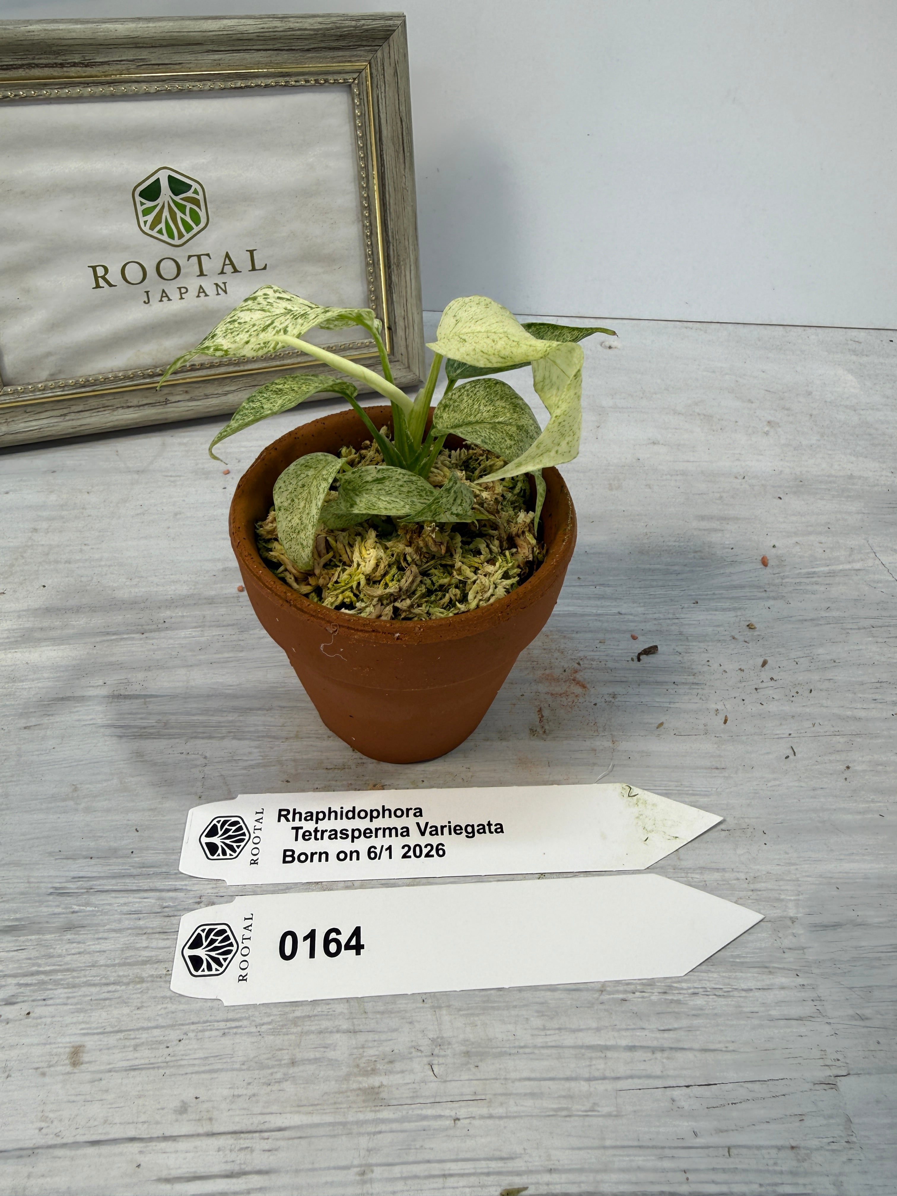 モンステラ | ROOTALPLANTS