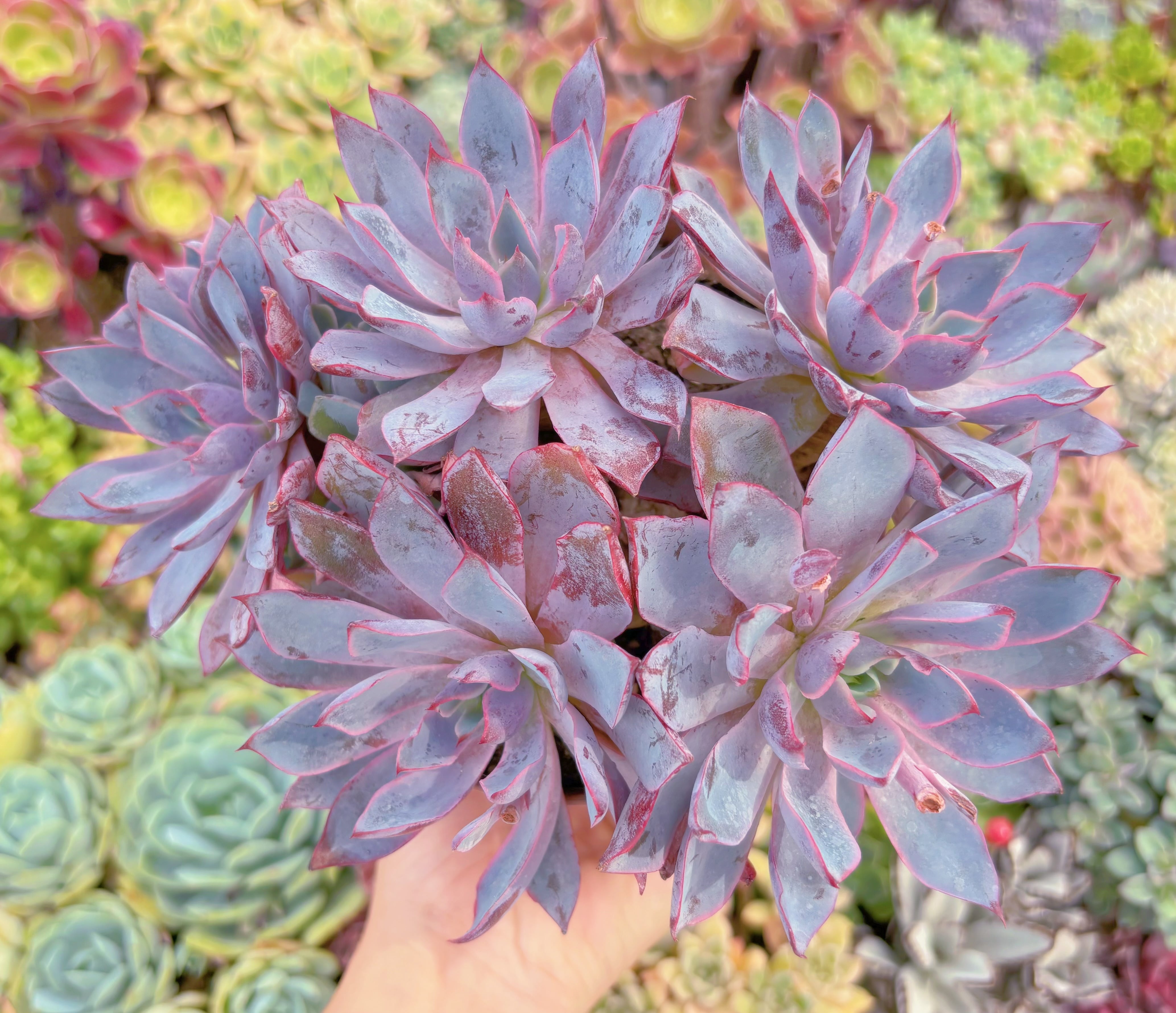 現品　ヘラ#F088　特大群生　るる農園