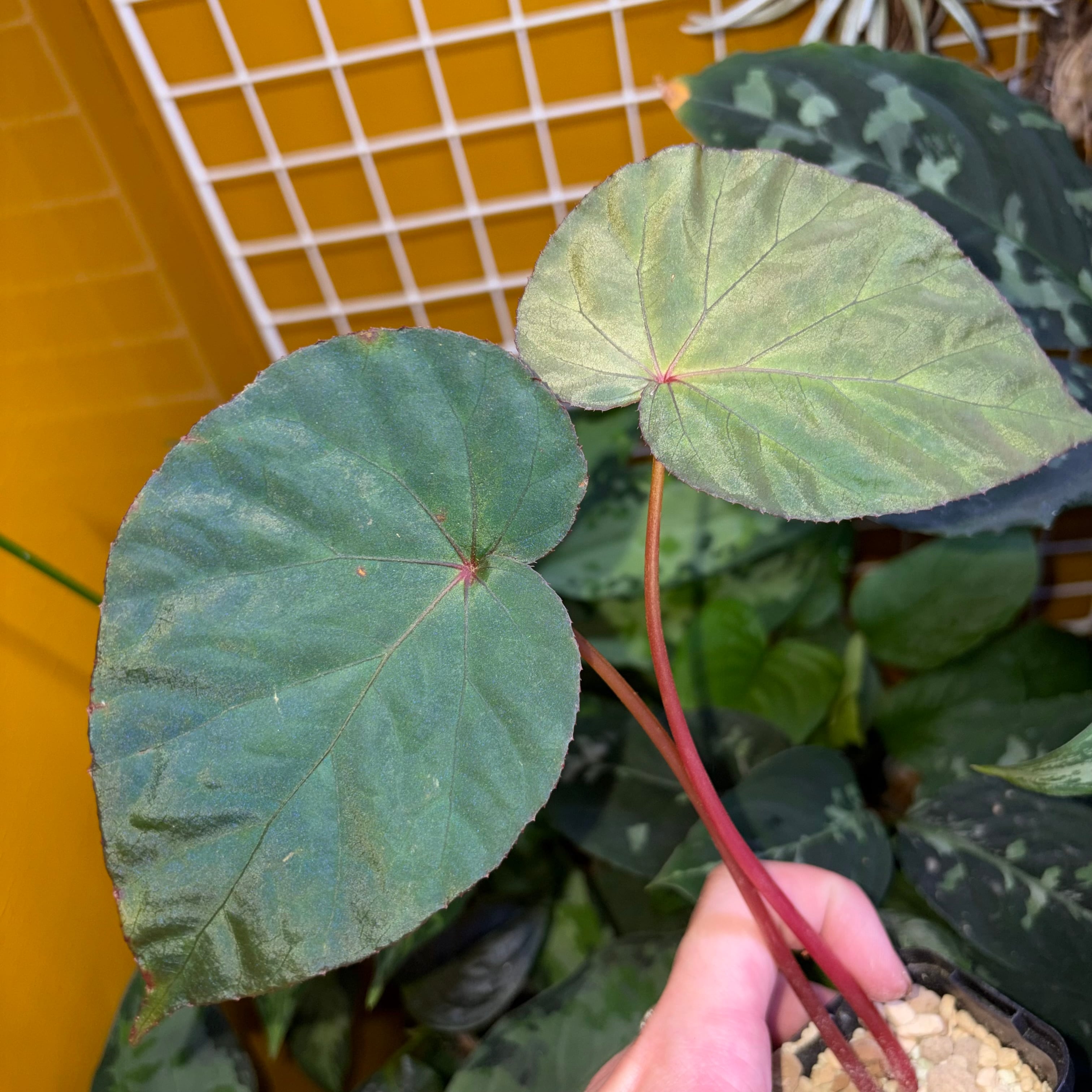 輸入株 | 熱帯雨林植物専門店 トイ吉園芸