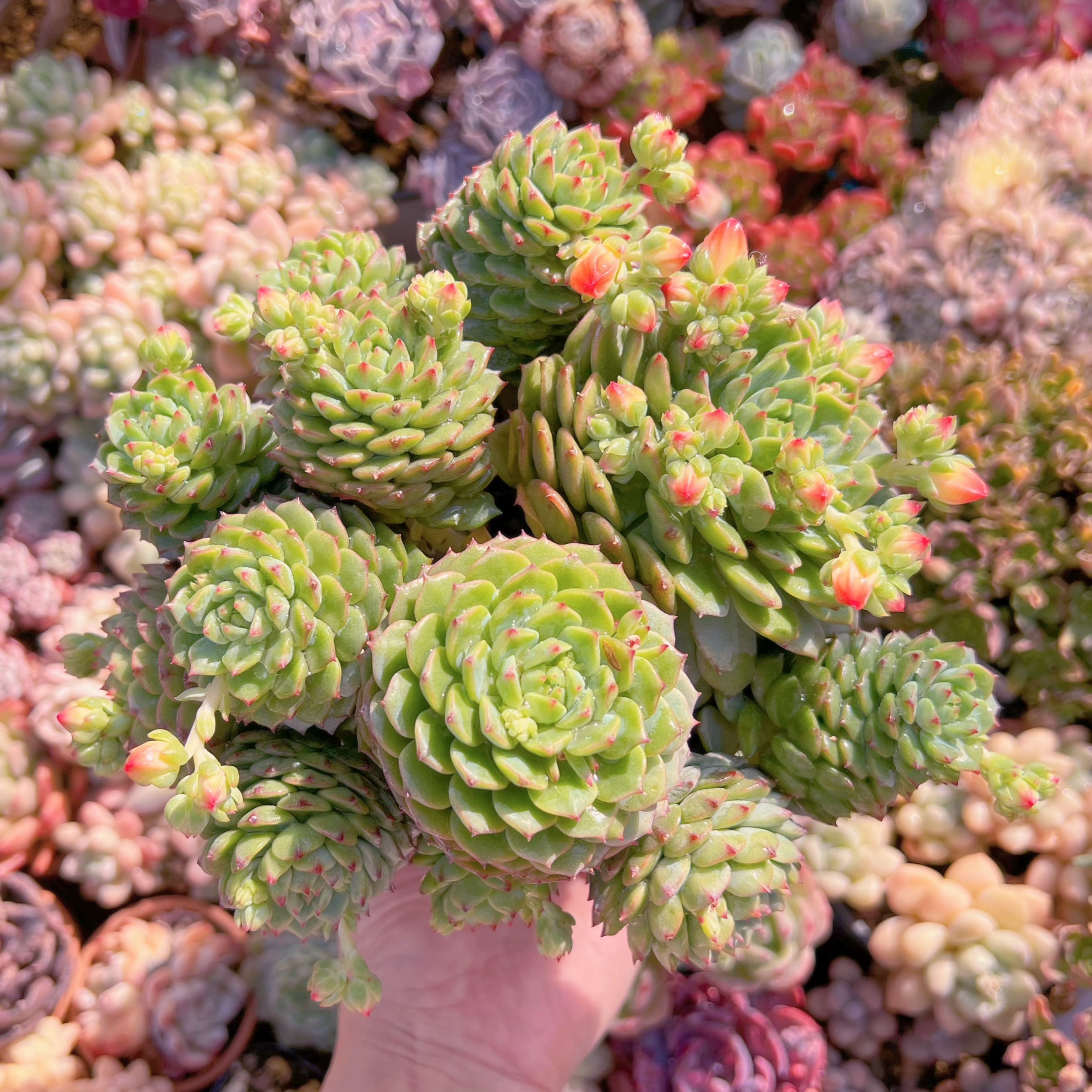 現品　パンダフェス#790　特大群生　新入荷　るる農園