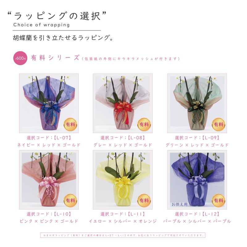 胡蝶蘭 花持ち長い 純国産 大輪3本立ち 39輪～ 【霞美（かすみ）淡い