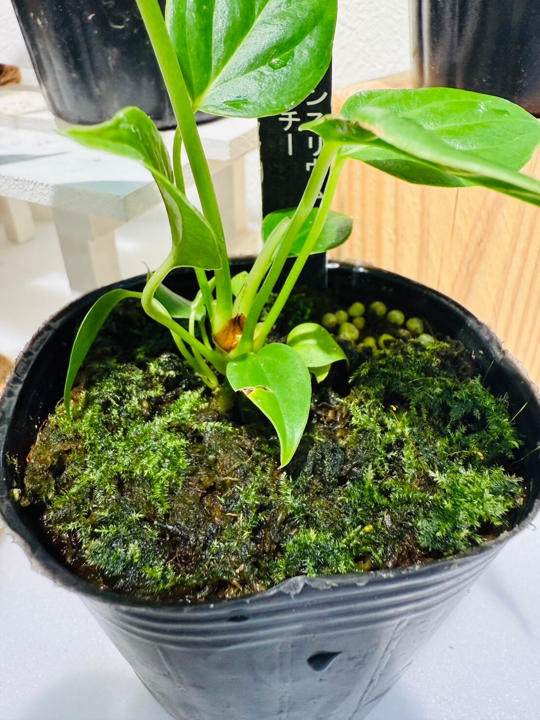 100 veitchii ベイチー　アンスリウム　Anthurium アンスリウム・ベイチー 3号サイズ (ネガミエル×ねこチップ