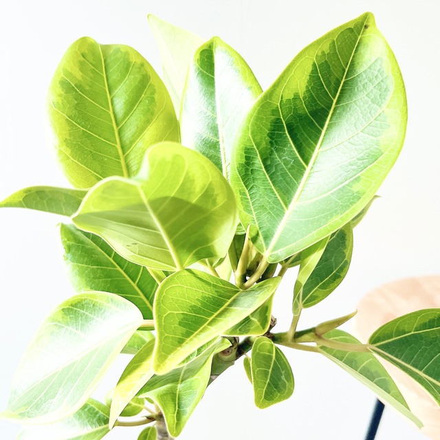 人気 フィカス アルテシマ 曲がり 観葉植物 calm cafe 56