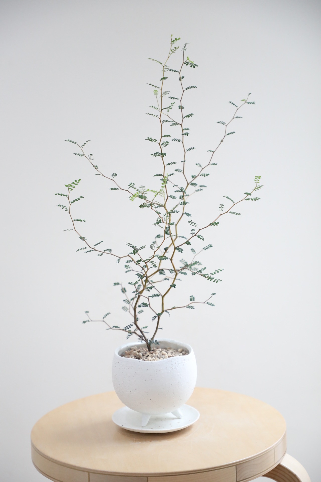 【S】ソフォラ リトルベイビー/Sophora prostrata Little Baby