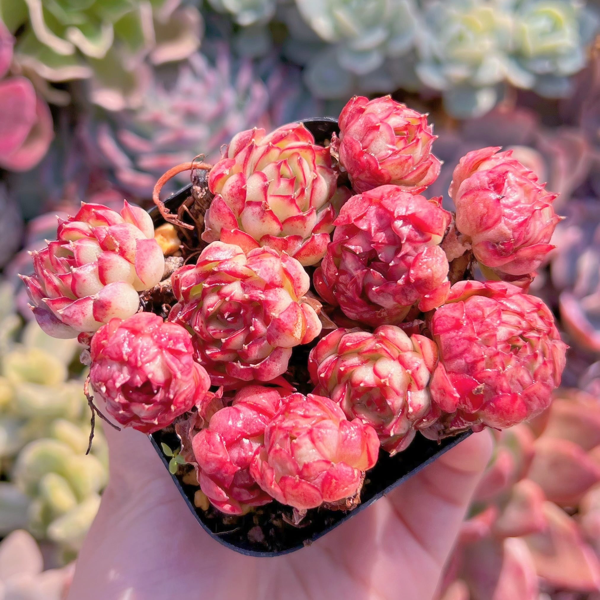 現品　ドリームローズ#1125　るる農園