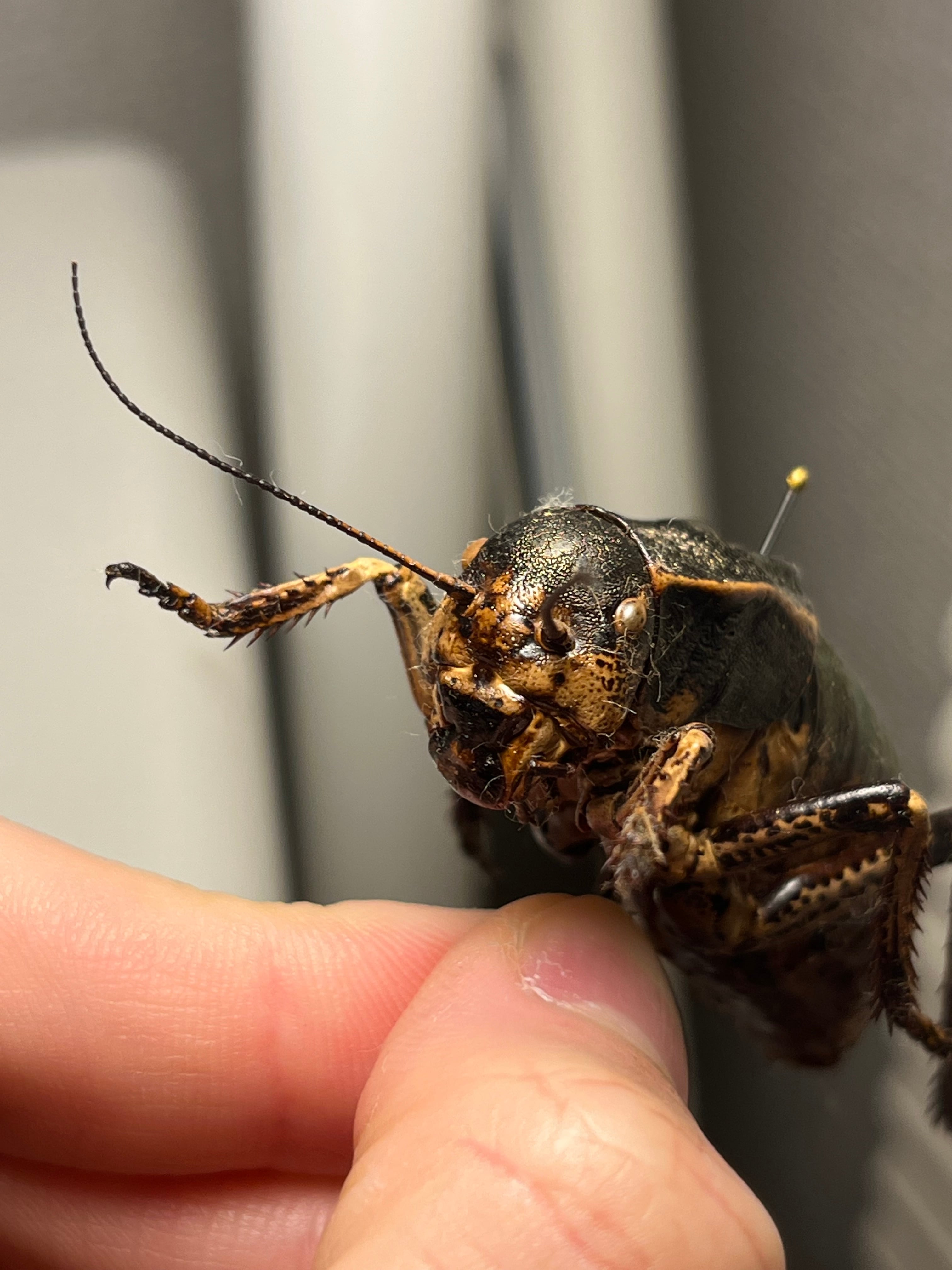 58mm♂】ヨロイコロギス Bradyporus dasypus リオック 直翅類 カマキリ