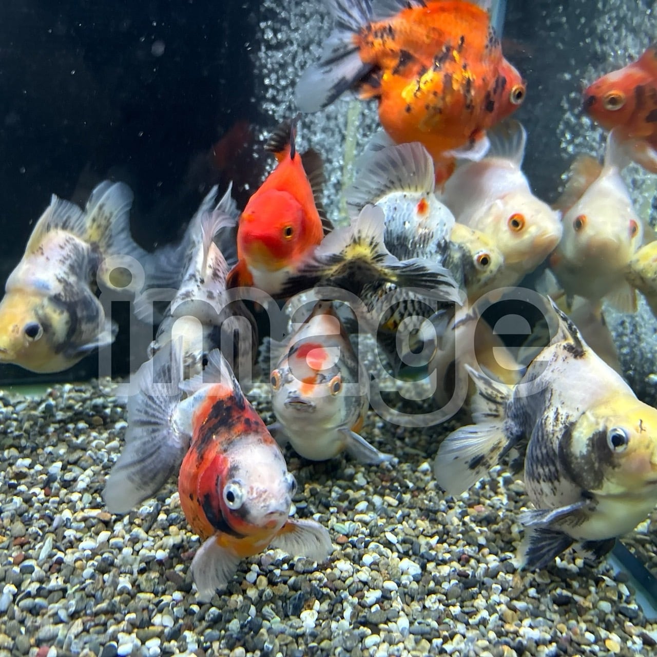 自家産セレクト 上物だるま琉金 ・12cm前後(④1212-5)