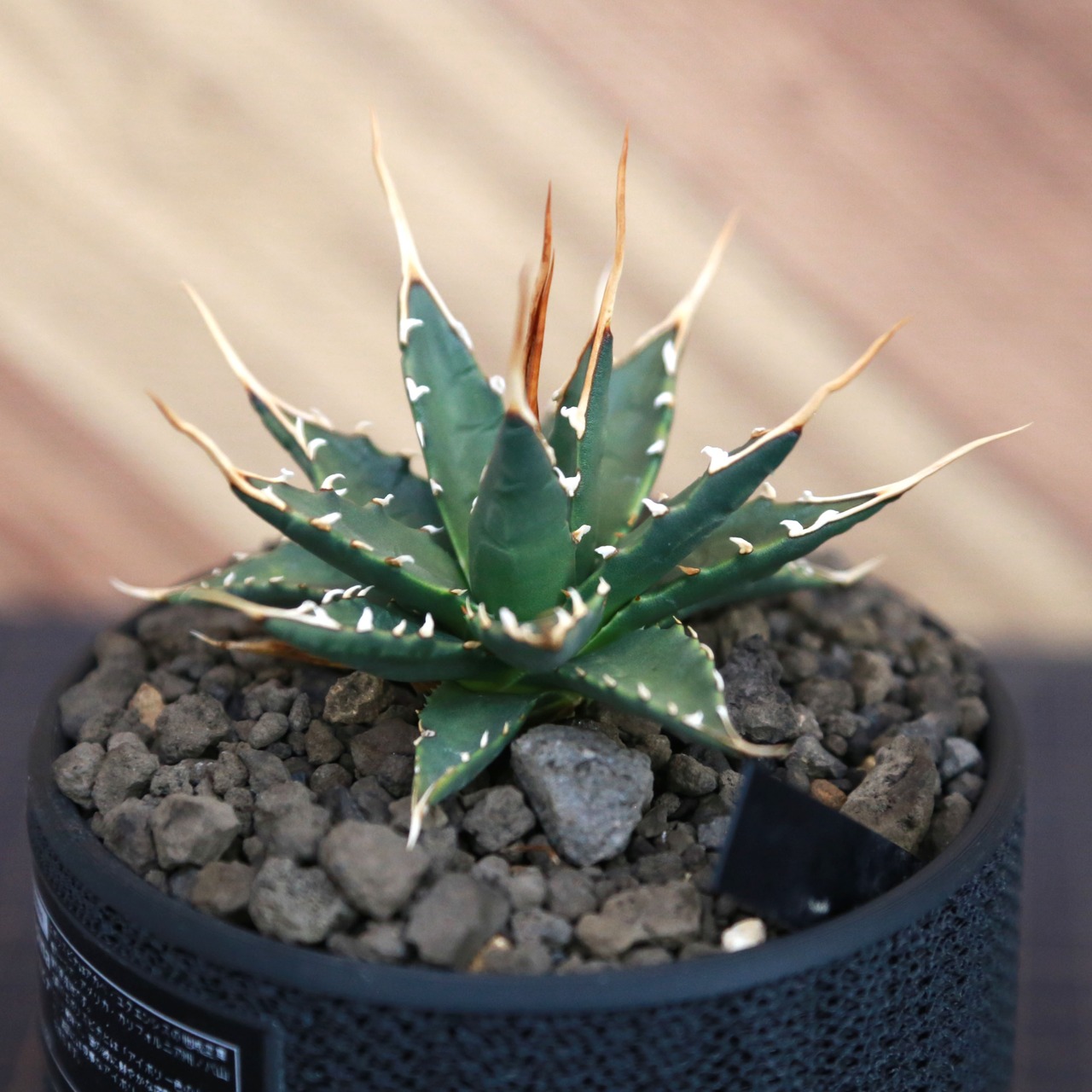 Agave utahensis eborispina アガベ エボリスピナ（実生3年） / 中株(3.5号鉢)/Lot.002