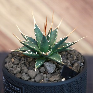 Agave utahensis eborispina アガベ エボリスピナ（実生3年） / 中株(3.5号鉢)/Lot.002