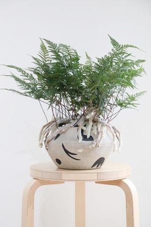 【M】シノブ/Davalliafejeensis