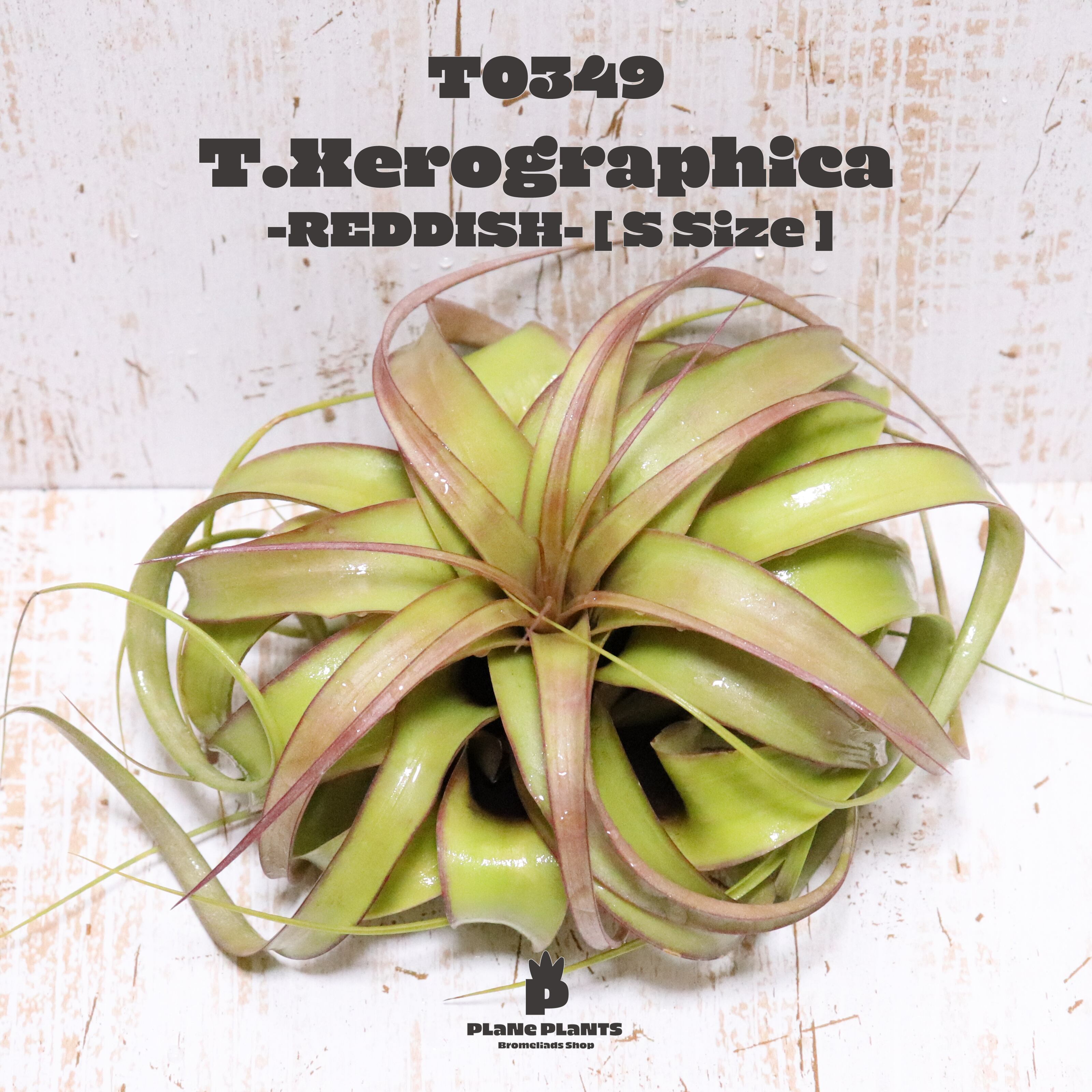 【送料無料】キセログラフィカS〔エアプランツ〕現品発送T0349