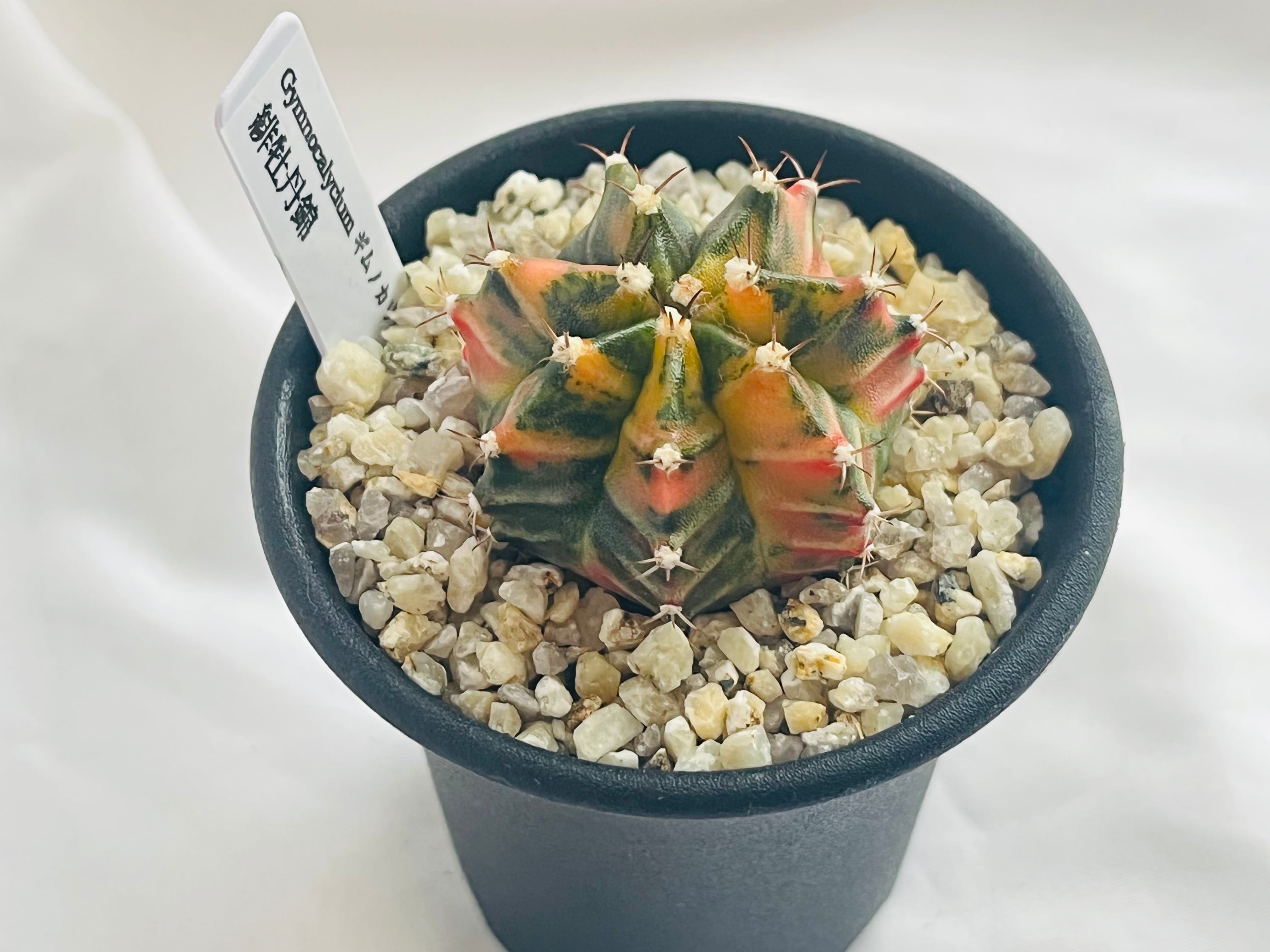 Gymnocalycium mihanovichii 緋牡丹錦 サボテン | plants MARU