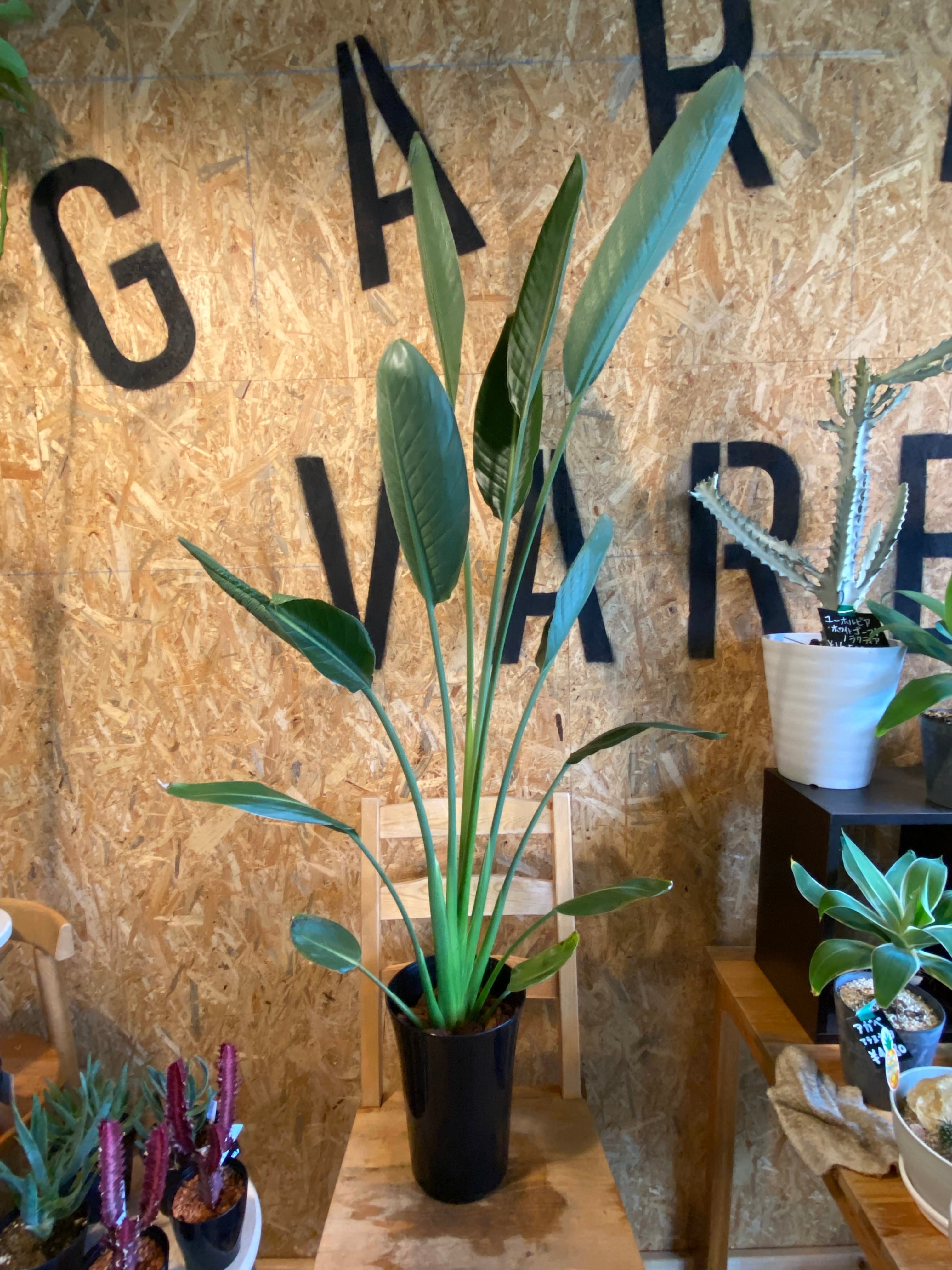 ストレリチア・レギネ H155cm W80cm 口径19cm | Garden Varejo