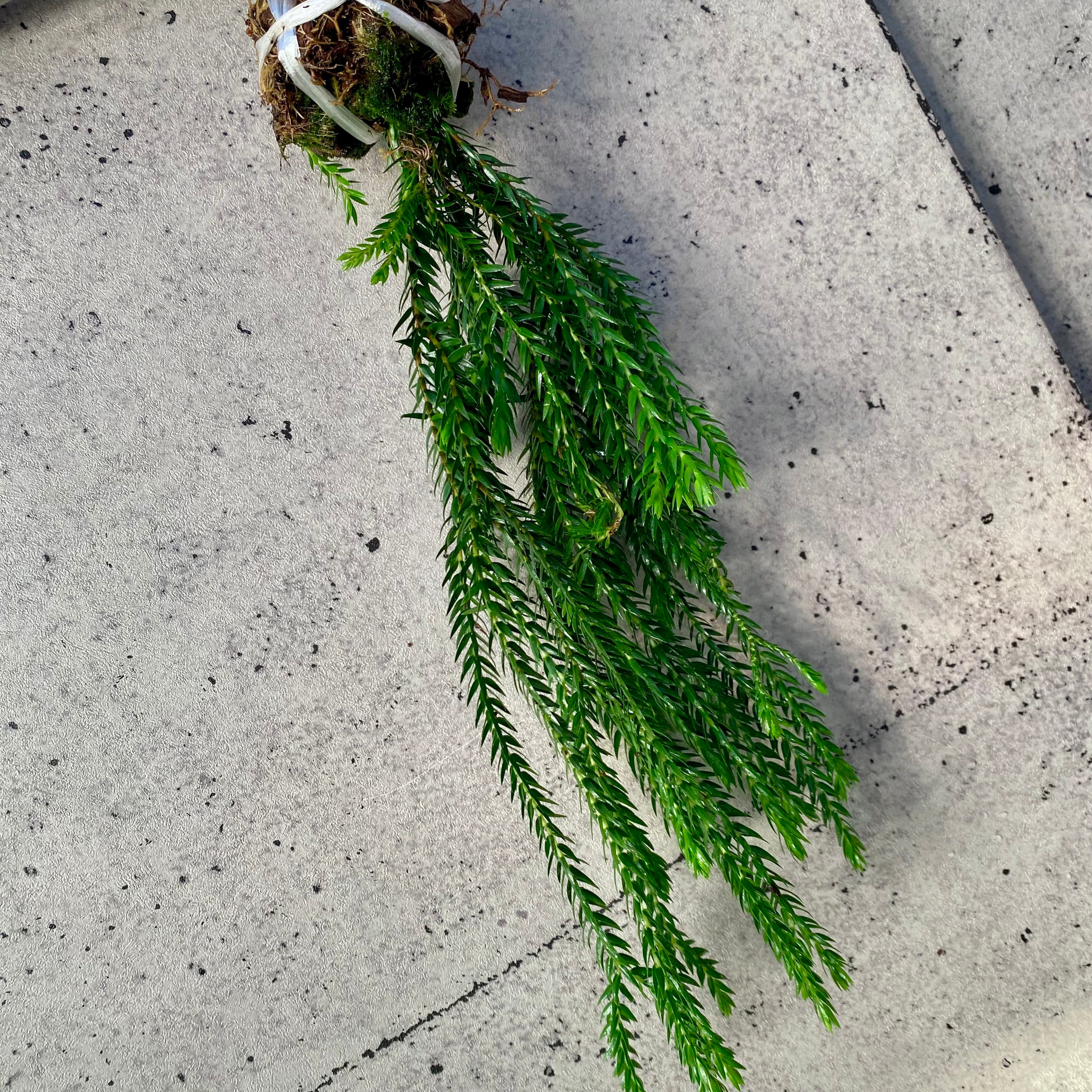 子株付きです！タンクブロメリア ビルベルギア 『Sanderiana