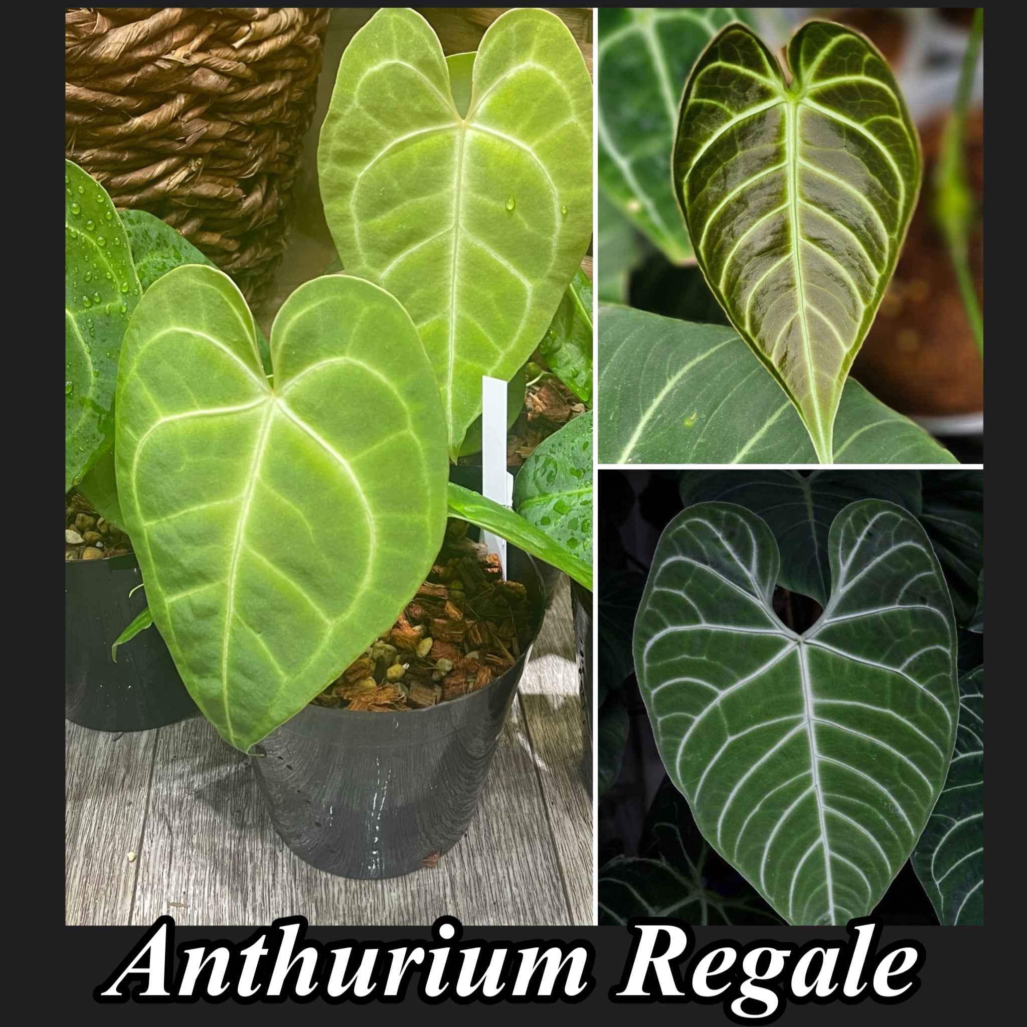 希少】Anthurium Regale アンスリウムレガレ | Gardenえん 【観葉熱帯