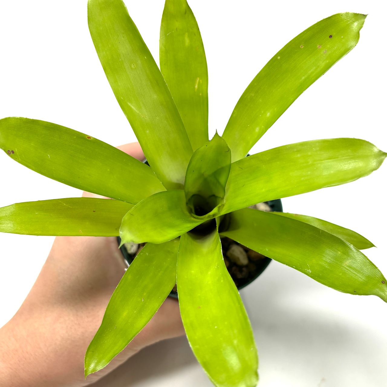 エクメア gamosepala (Brazil) 【677】