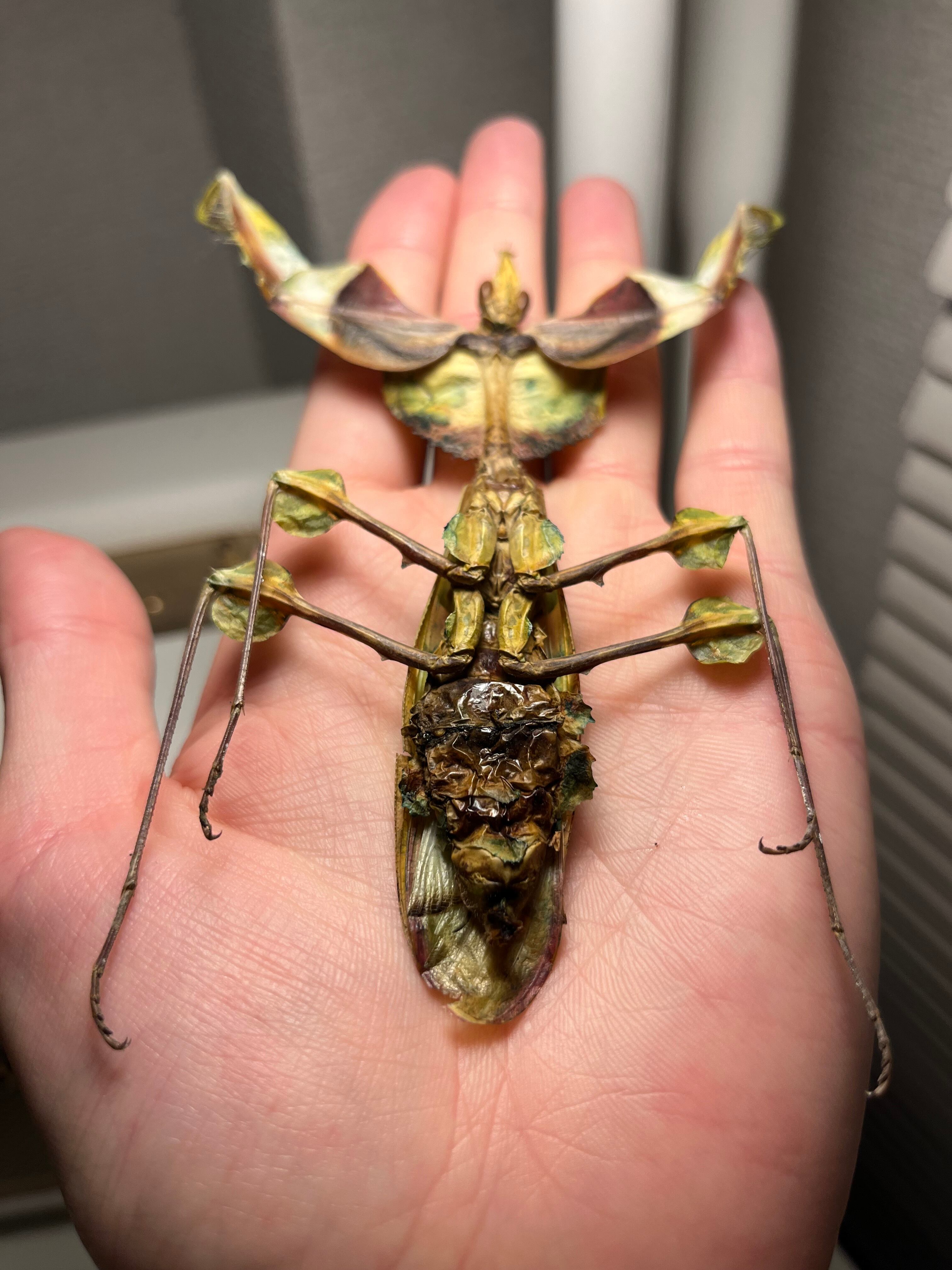106mm】ニセハナマオウカマキリ マンティスタランチュラムカデ