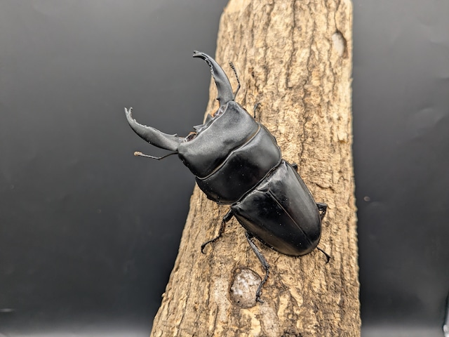 WDアルキデスヒラタ(長歯)　♂82ｍｍ♀フリー