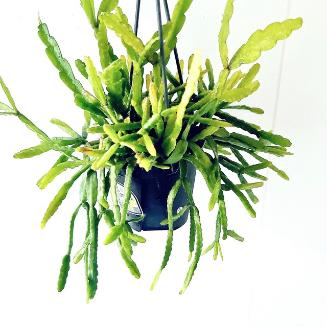 【数量限定】季節のリプサリス2種セット 特別価格 送料無料 calm cafe